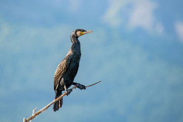 Great Cormorant or Phalacrocorax carbo in nature