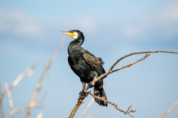 Great Cormorant or Phalacrocorax carbo in nature