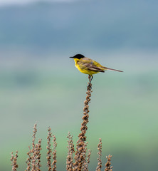 Yellow wagtail or Motacilla flava feldegg in wild nature