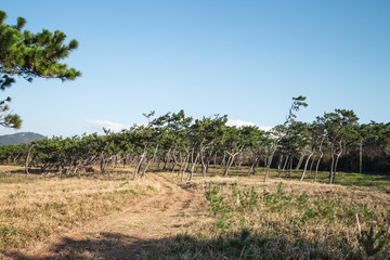 Fototapeta na wymiar Itoshima city, Fukuoka, Japan. Young pine trees in grass in the park near the sea of Genkai