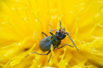 Nice small bug in nice yellow flower