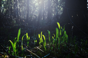 Forest landscape: grass lit by the sun in a clearing, behind - trees. Summer concept of outdoor recreation, hiking.