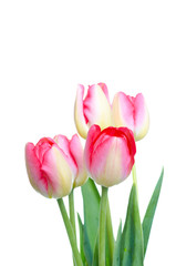 Spring flower. Bunch of Pink tulips isolated on white background.