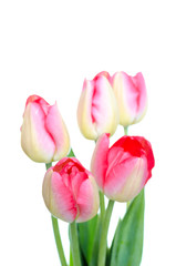 Naklejka premium Spring flower. Bunch of Pink tulips isolated on white background.