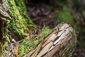 wood in suicide forest
