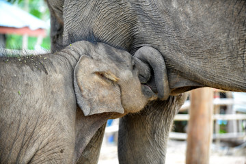 Baby elephant eating breast milk. Elephant mother breastfeeding her elephant infant baby