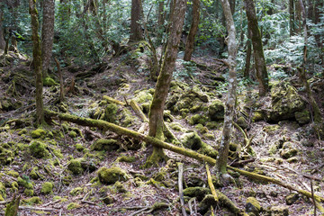 suicide forest