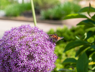 Painted lady butterfly sitting on a beautiful purple allium flower at a botanical garden in Durham,...