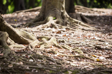 Chiba, Japan, 05/05/2019 , view of Chiba minato park, near Chiba city hall, in spring 2019. Tree's roots.