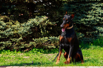 dog breed Doberman Pinscher