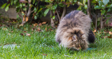 Furry cat of livesrtock in relax in a garden, purebred siberian pet. Hypoallergenic animal
