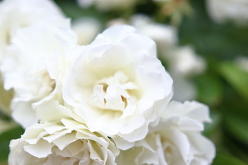 Obraz na płótnie Canvas たくさんの白い薔薇の花