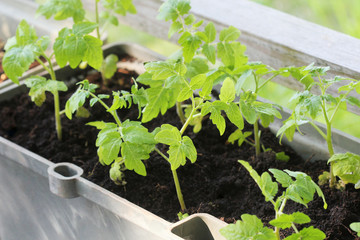 Vegetable garden on a terrace. Herbs, tomatoes seedling growing in container