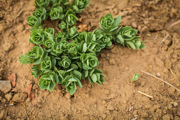 Fresh green grass grown on the dry ground in early spring, selective focus