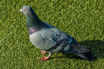 Common Pigeon
