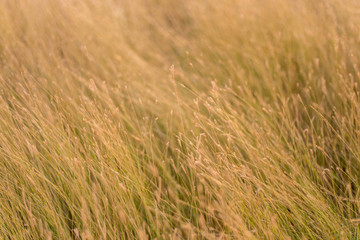 Flowers, weeds or flower meadows 