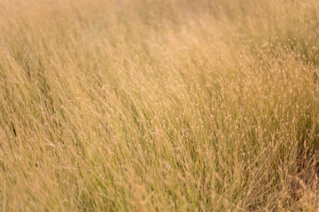 Flowers, weeds or flower meadows 
