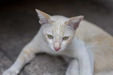 White cat with brown pattern lying on the concrete floor