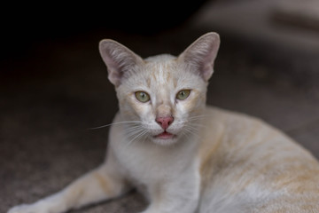White cat with brown pattern lying on the concrete floor