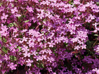 Little flowers of saponaria ocymoides - Rock soapwort or tumbling Ted