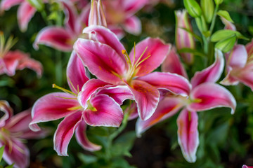 Beautiful Lily Flower Bouquet