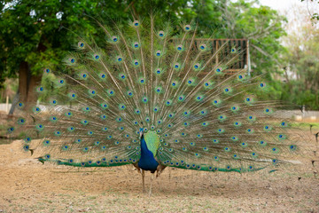 Obraz premium Peacock flaunting its tail. Close up portrait of an adult male peacock showing his feathers