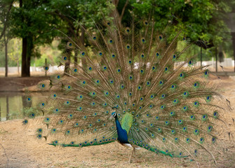 Obraz premium Peacock flaunting its tail. Close up portrait of an adult male peacock showing his feathers