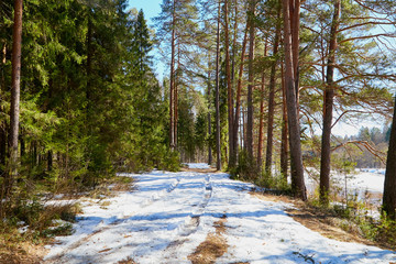 Path or small road in pine forest in the beginning of spring under the snow. Winter landscape with trunk of pine trees i