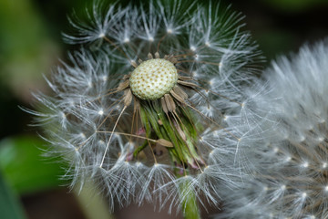 Pusteblume (Taraxacum sect. Ruderalia)