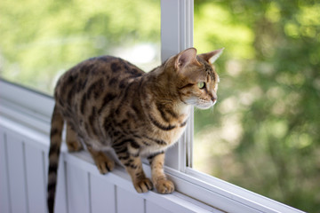 cat on the window