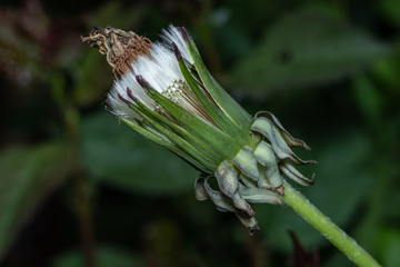 Geschlossene Pusteblume / Löwenzahn (Taraxacum sect. Ruderalia) © Guntar Feldmann