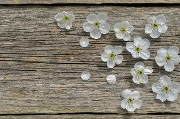 Spring Blossom cherry over wood background. Spring Flowers on wooden background