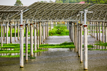 The cement pillars standing on the lake support the solar photovoltaic
