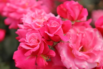 一面のピンク色の薔薇の花