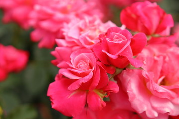 一面のピンク色の薔薇の花	