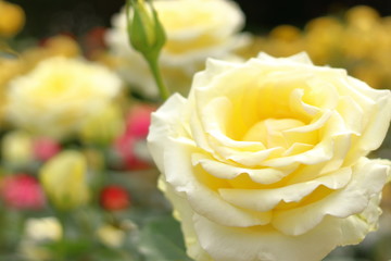 黄色い薔薇の花	