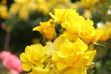 Obraz premium 黄色い薔薇の花