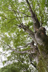 green moss growing on tree trunk in rain forest. Tree bark with green mossy