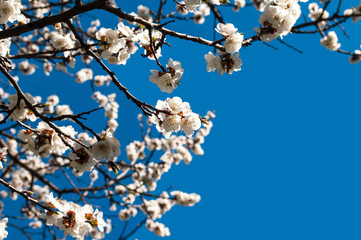 Spring flowers. Branches of flowering apricot against the clear blue sky. White blossom. Spring background. Copy space