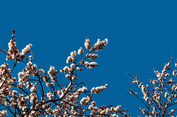 Spring flowers. Branches of flowering apricot against the clear blue sky. White blossom. Spring background. Copy space