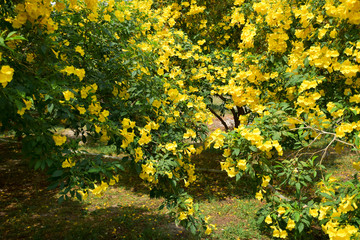 yellow flower in the garden
