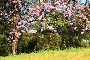 pink flower blossom in Vachirabenjatas Park (Suan Rot Fai Park)