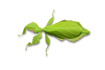 Close up of middle instar female leaf insect (Phyllium westwoodi)    isolated on white background.
