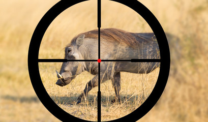 Hunting warthog in Botswana
