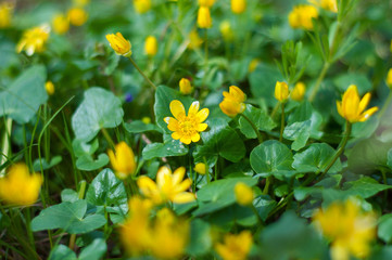 Yellow flowers on a background of green plants. Spring background with the flowers.