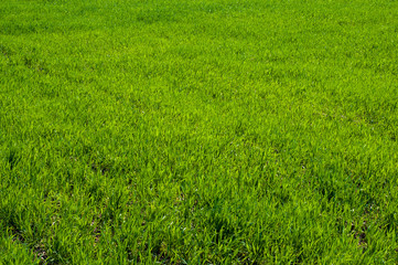 Field, green grass closeup background pattern