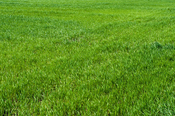 Field, green grass closeup background pattern