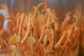 Ophiocordyceps sinensis, Cordyceps militaris in Glass bottles within light and temperature control room. Chinese medicine.