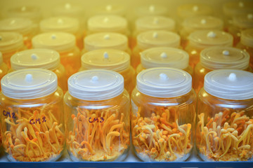 Ophiocordyceps sinensis, Cordyceps militaris in Glass bottles within light and temperature control room. Chinese medicine.