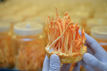 Ophiocordyceps sinensis, Cordyceps militaris in Glass bottles within light and temperature control room. Chinese medicine.